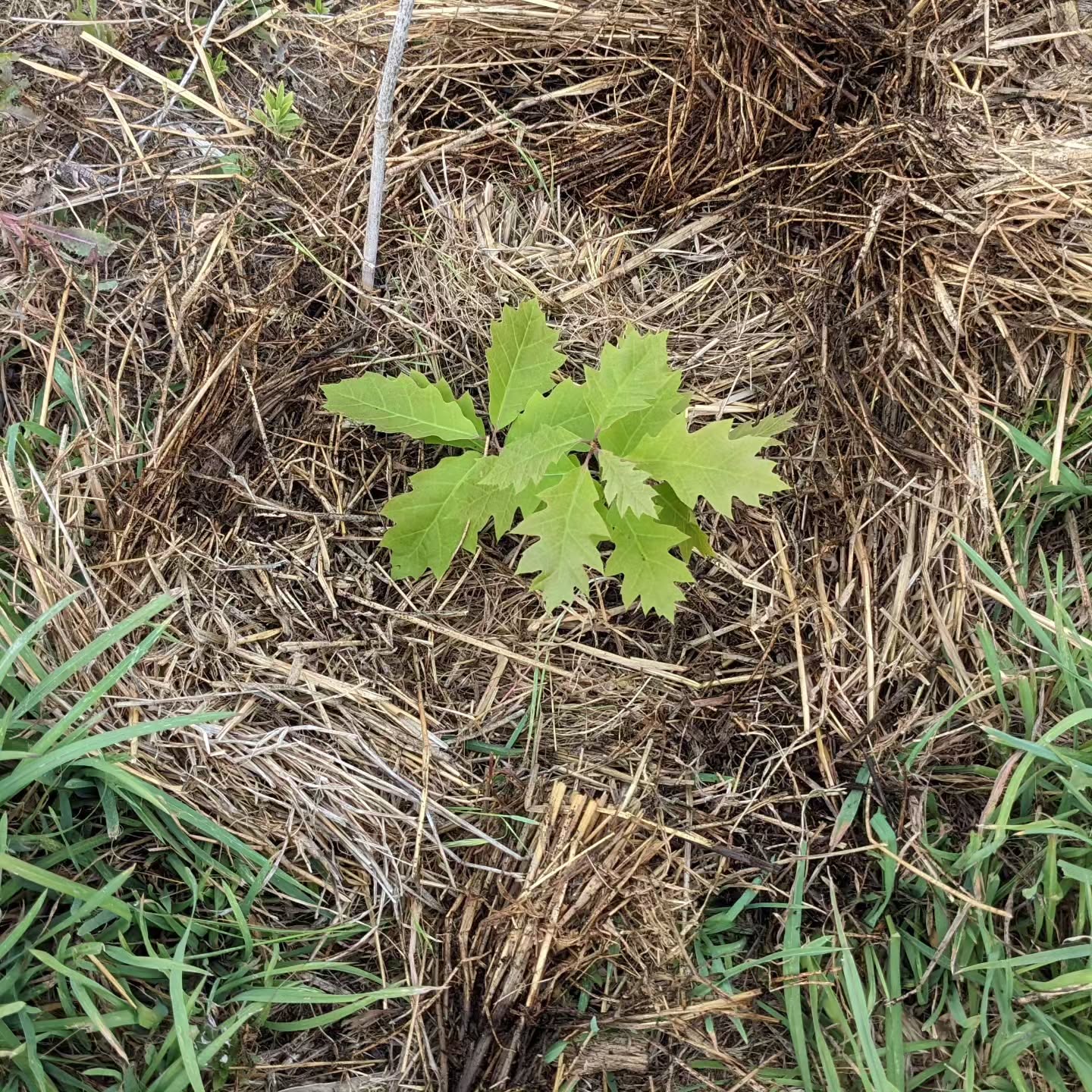 #weeding and #mulching in #zone3