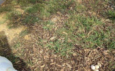 The egg hunt continues. One egg was found on a safe sheltered spot giving us hope. But three others were found just by the water, very exposed to everything. All the ducks did come together to stand between me and their treasure.