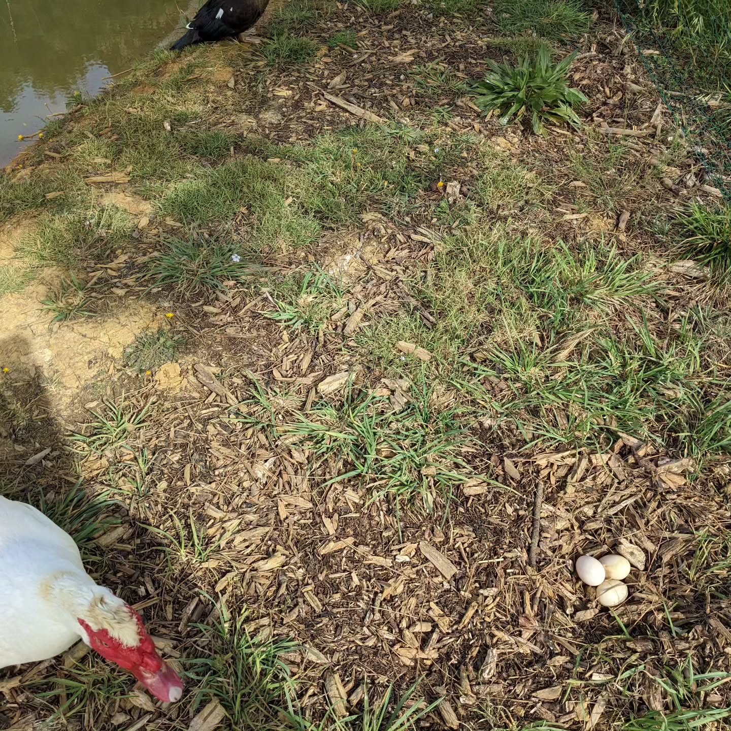 The egg hunt continues. One egg was found on a safe sheltered spot giving us hope. But three others were found just by the water, very exposed to everything. All the ducks did come together to stand between me and their treasure.