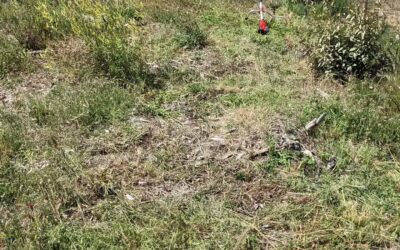Cleaning paths in #zone3. The vegetation is getting so tall that it’s hard to see where to walk.