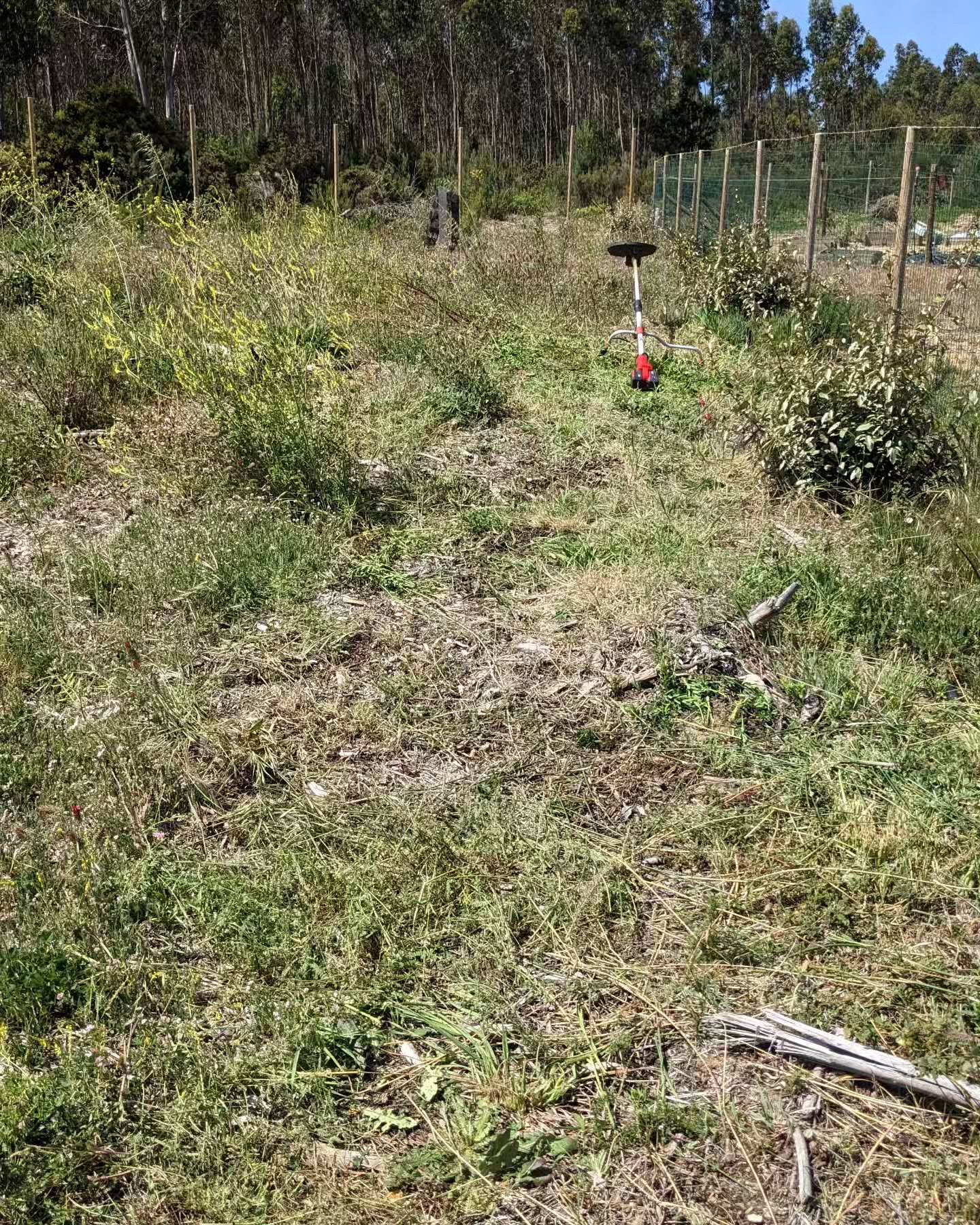 Cleaning paths in #zone3. The vegetation is getting so tall that it’s hard to see where to walk.