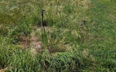 Weeding and mowing two tree lines in #zone2 to prepare a grazing strip for the goslings.