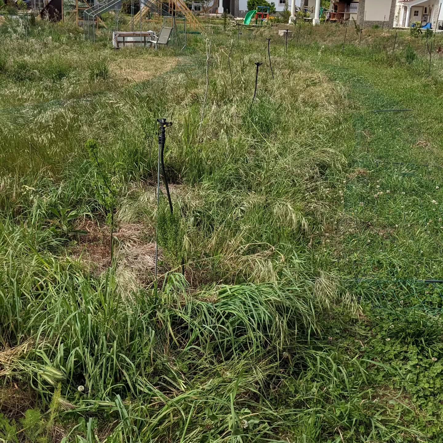 Weeding and mowing two tree lines in #zone2 to prepare a grazing strip for the goslings.