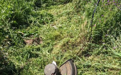 Mowing the path along the east fence. It had become difficult to walk there already.