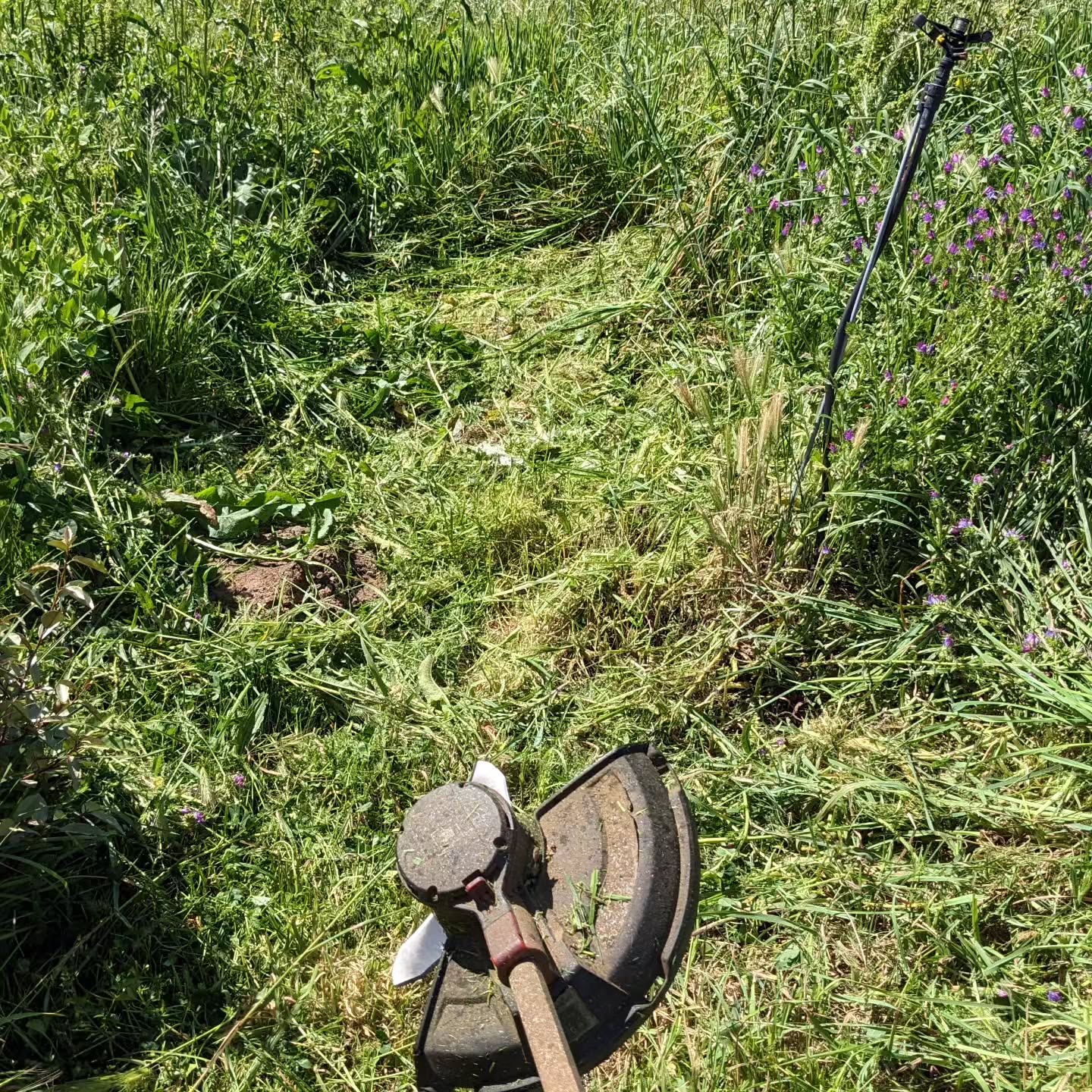 Mowing the path along the east fence. It had become difficult to walk there already.
