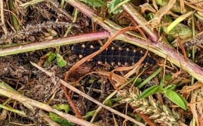 It looks like a glow worm, or pirilampo, in Portuguese. Let’s see if we get some shining lights flying around or garden soon 🤞Now that would be a real magic event.