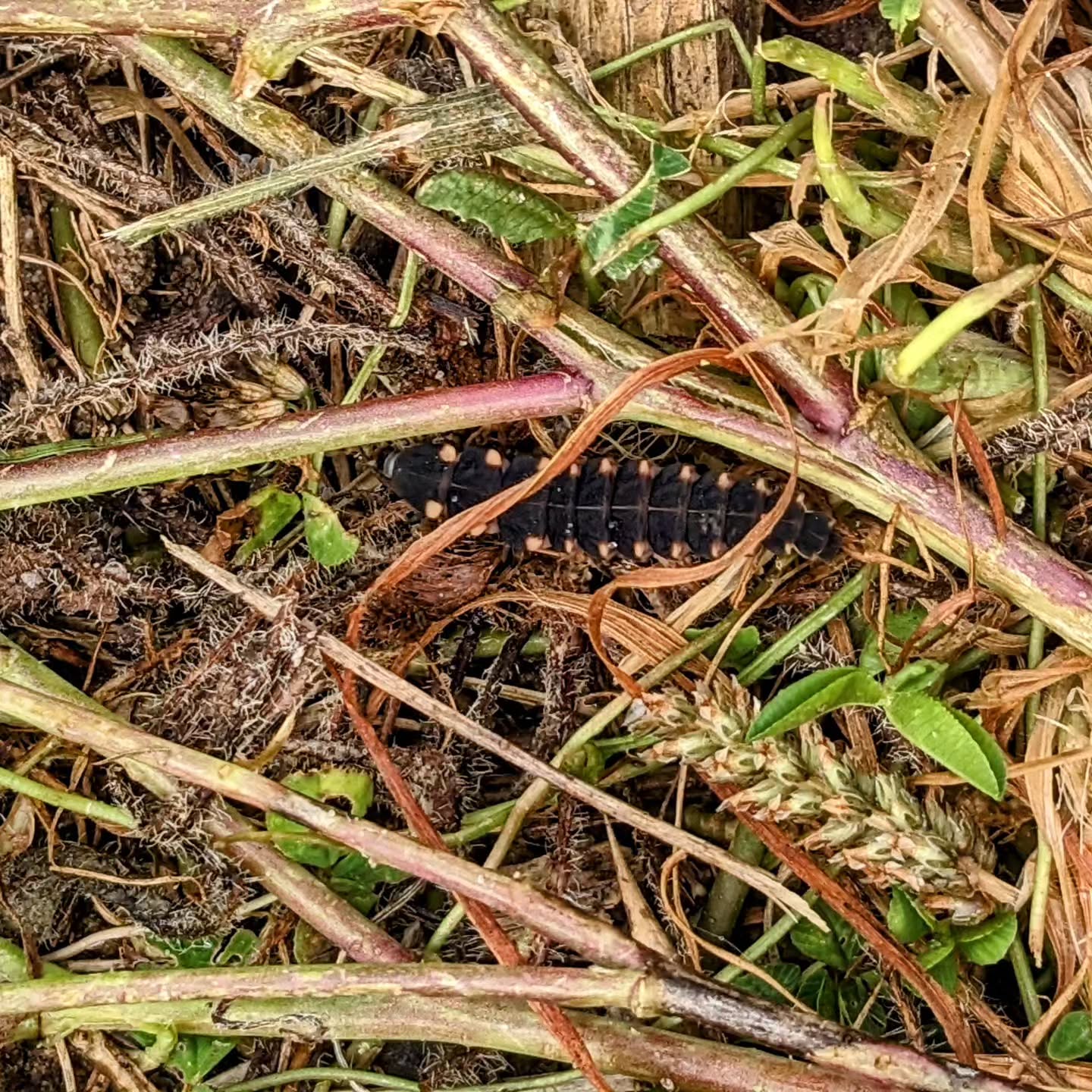 It looks like a glow worm, or pirilampo, in Portuguese. Let’s see if we get some shining lights flying around or garden soon 🤞Now that would be a real magic event.