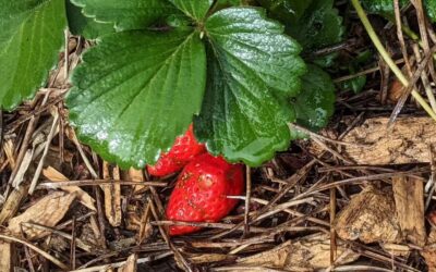 The strawberries are popping up everywhere.