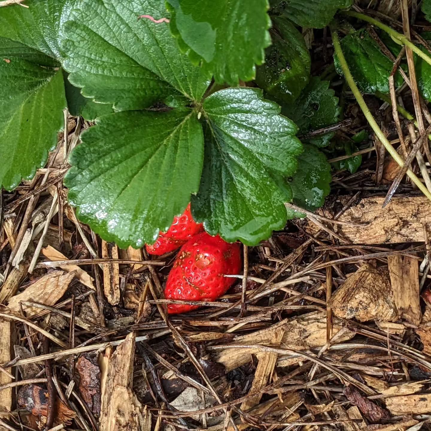 The strawberries are popping up everywhere.