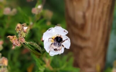 The debate about using only native plants in our gardens might be strong but both the local sage leaf rock rose (estevinha) and the cabbage flowers are being visited by bees and butterflies.