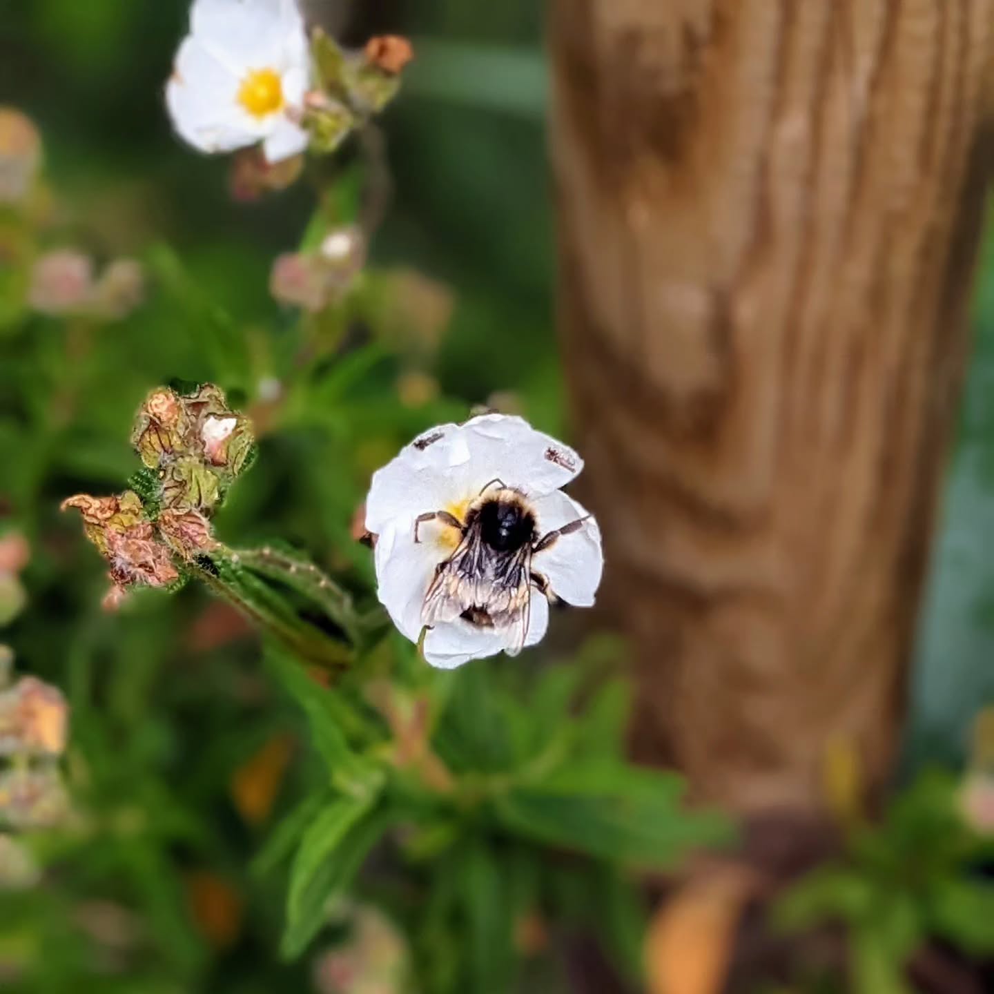 The debate about using only native plants in our gardens might be strong but both the local sage leaf rock rose (estevinha) and the cabbage flowers are being visited by bees and butterflies.