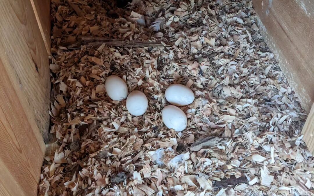 Two ducks have been laying eggs together but in a very exposed area so I’ve been moving them to their previous nesting spot.
