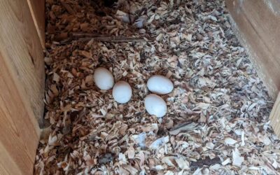 Two ducks have been laying eggs together but in a very exposed area so I’ve been moving them to their previous nesting spot.