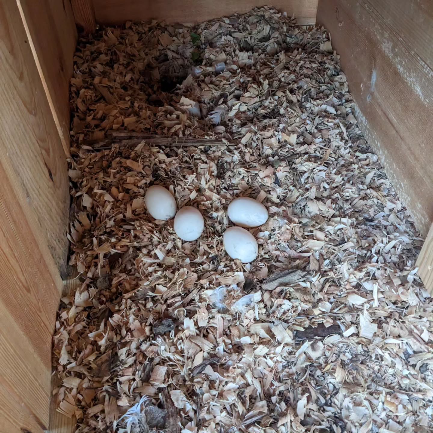 Two ducks have been laying eggs together but in a very exposed area so I’ve been moving them to their previous nesting spot.