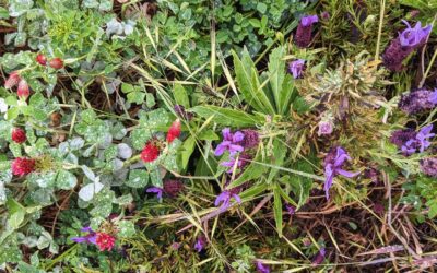 Walking around the garden and finding this colours is magic.