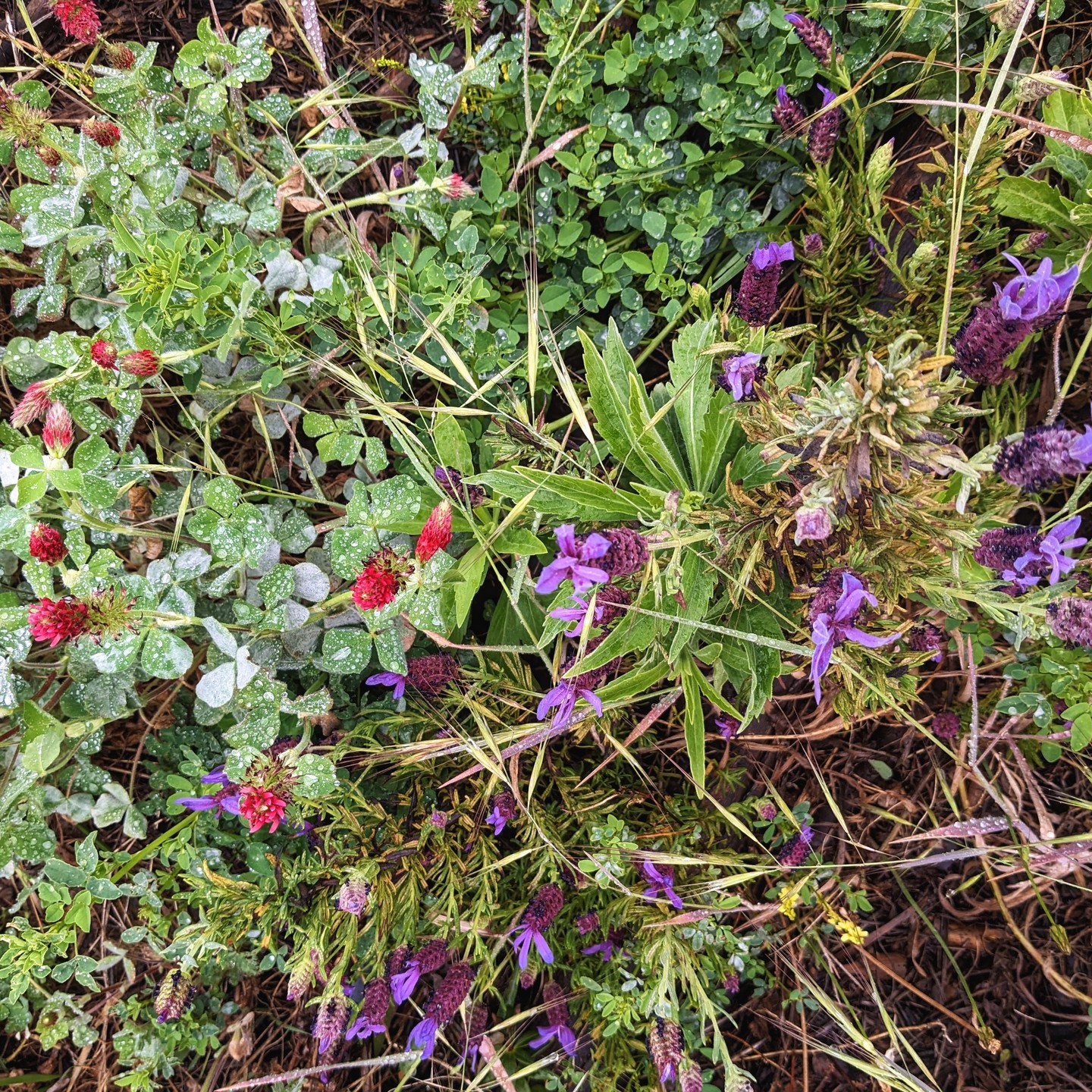 Walking around the garden and finding this colours is magic.