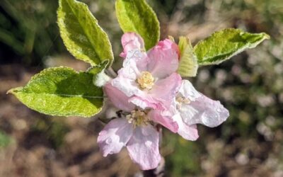 Apple and pear tree flowering.