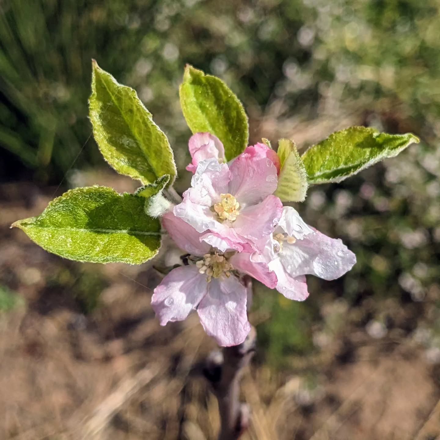 Apple and pear tree flowering.