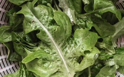 Oak leaf lettuce!