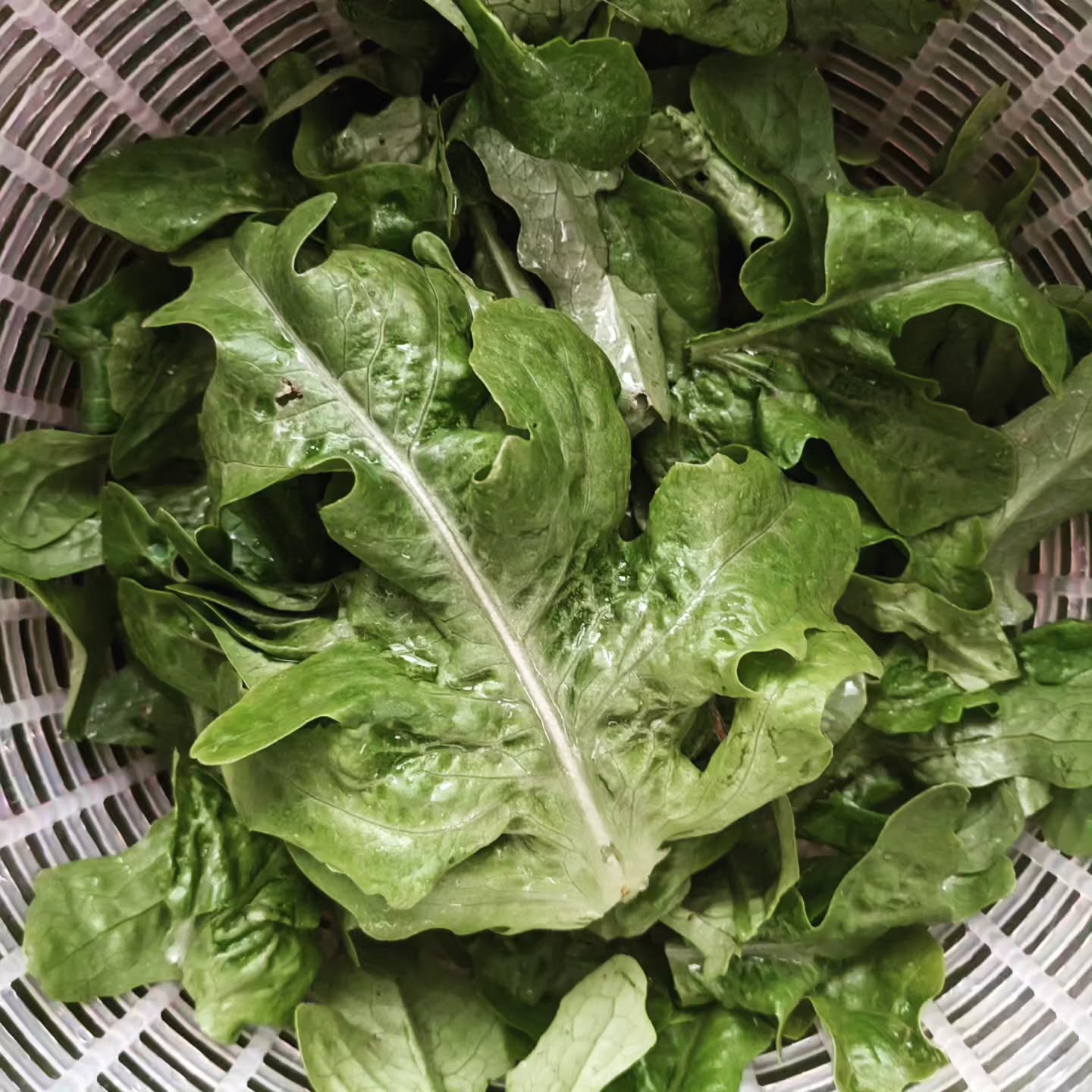 Oak leaf lettuce!