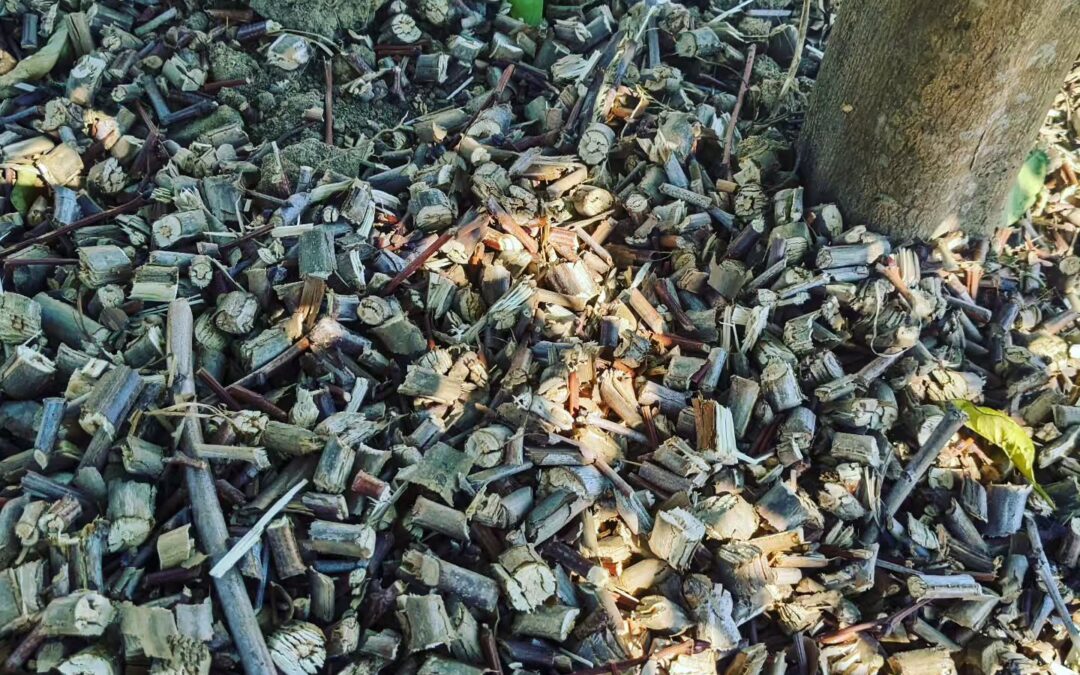 The plantain tree prunings didn’t go to waste. After shredding, we used them to cover the ground around the orange trees.