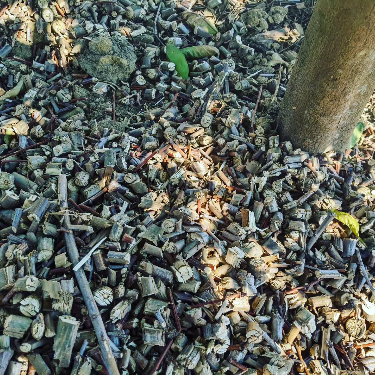 The plantain tree prunings didn’t go to waste. After shredding, we used them to cover the ground around the orange trees.