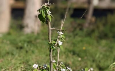 The quince trees are getting incredibly loaded with flowers.