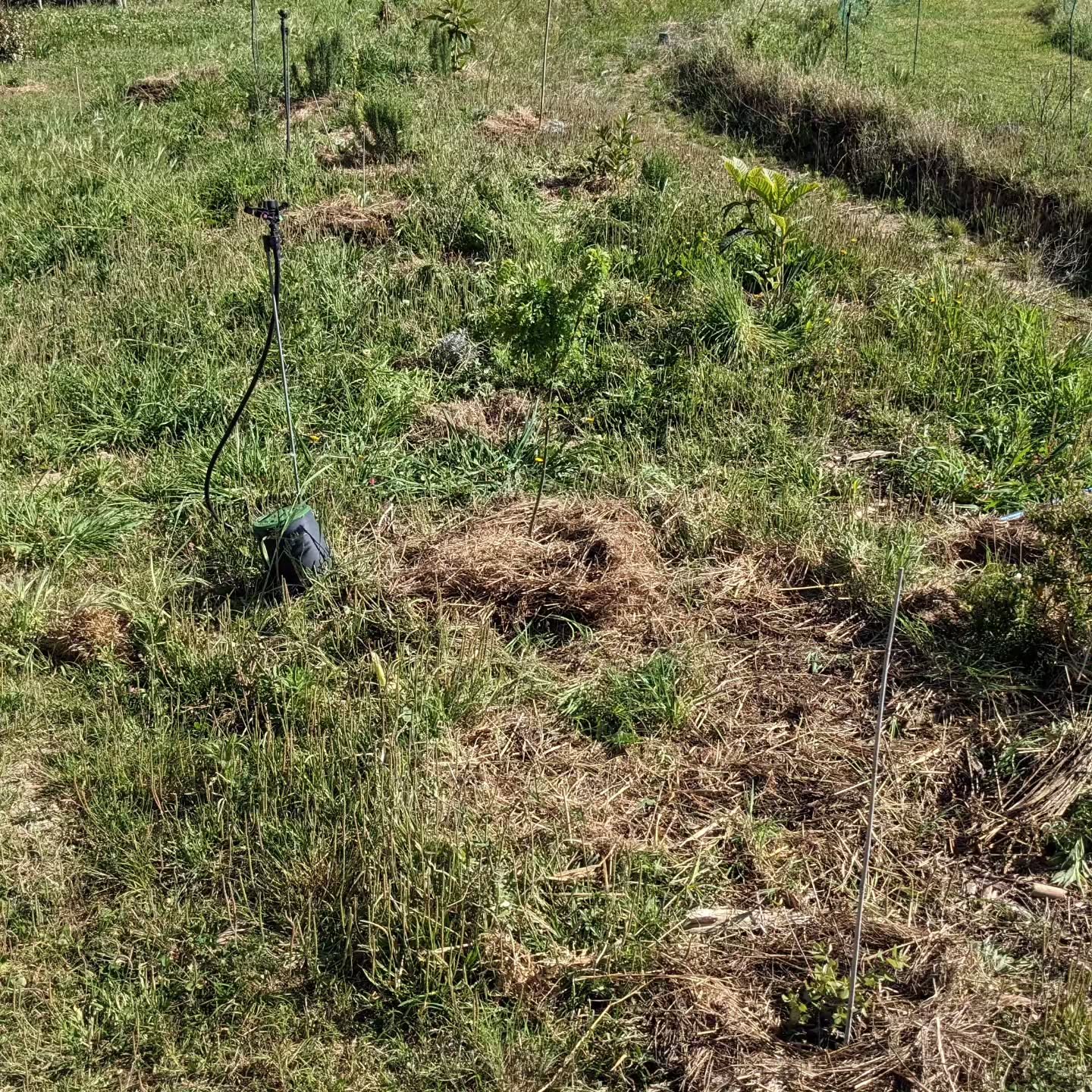 #weeding and #mulching on the east #swale tree lines.