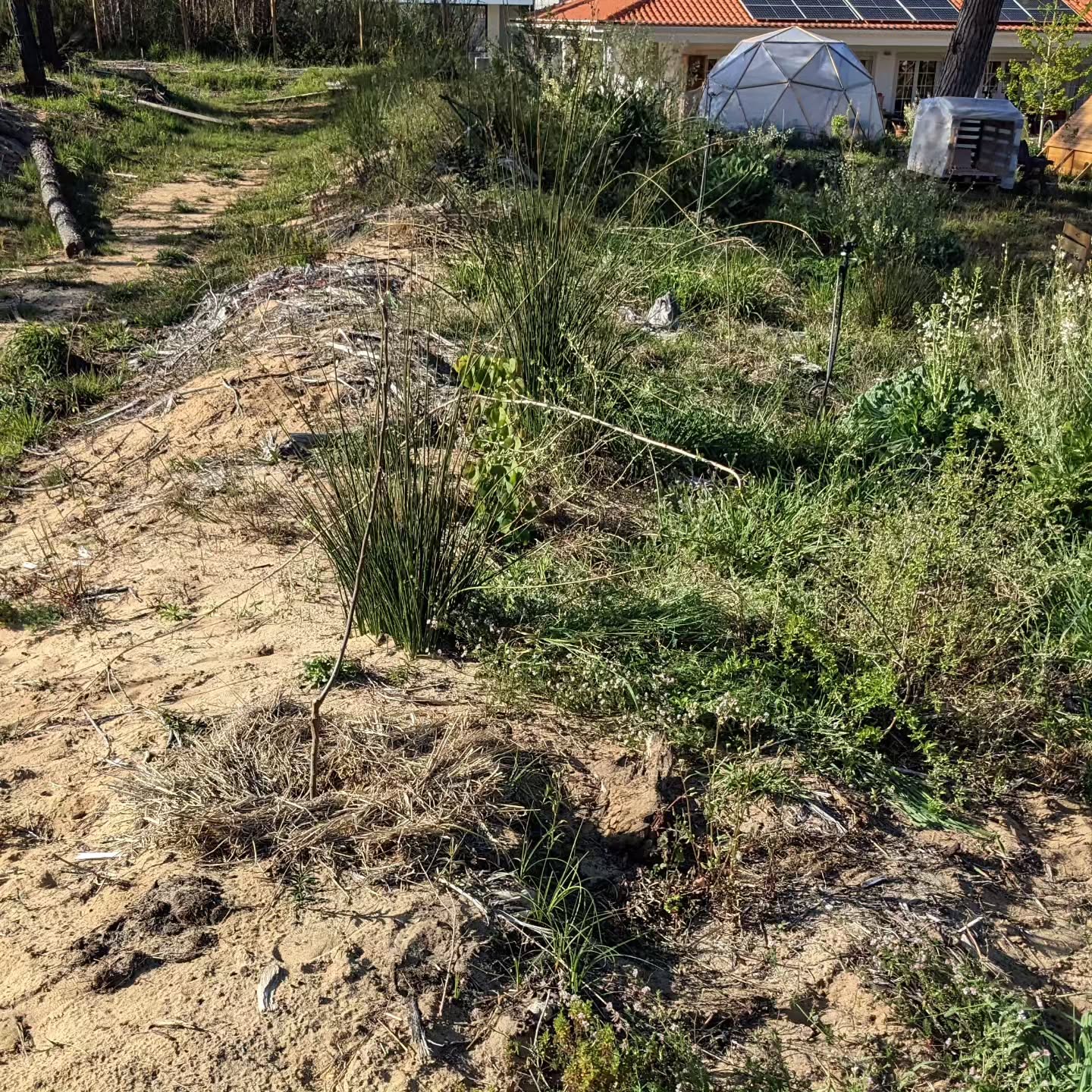 Weeding the tree lines on the west swale berm.