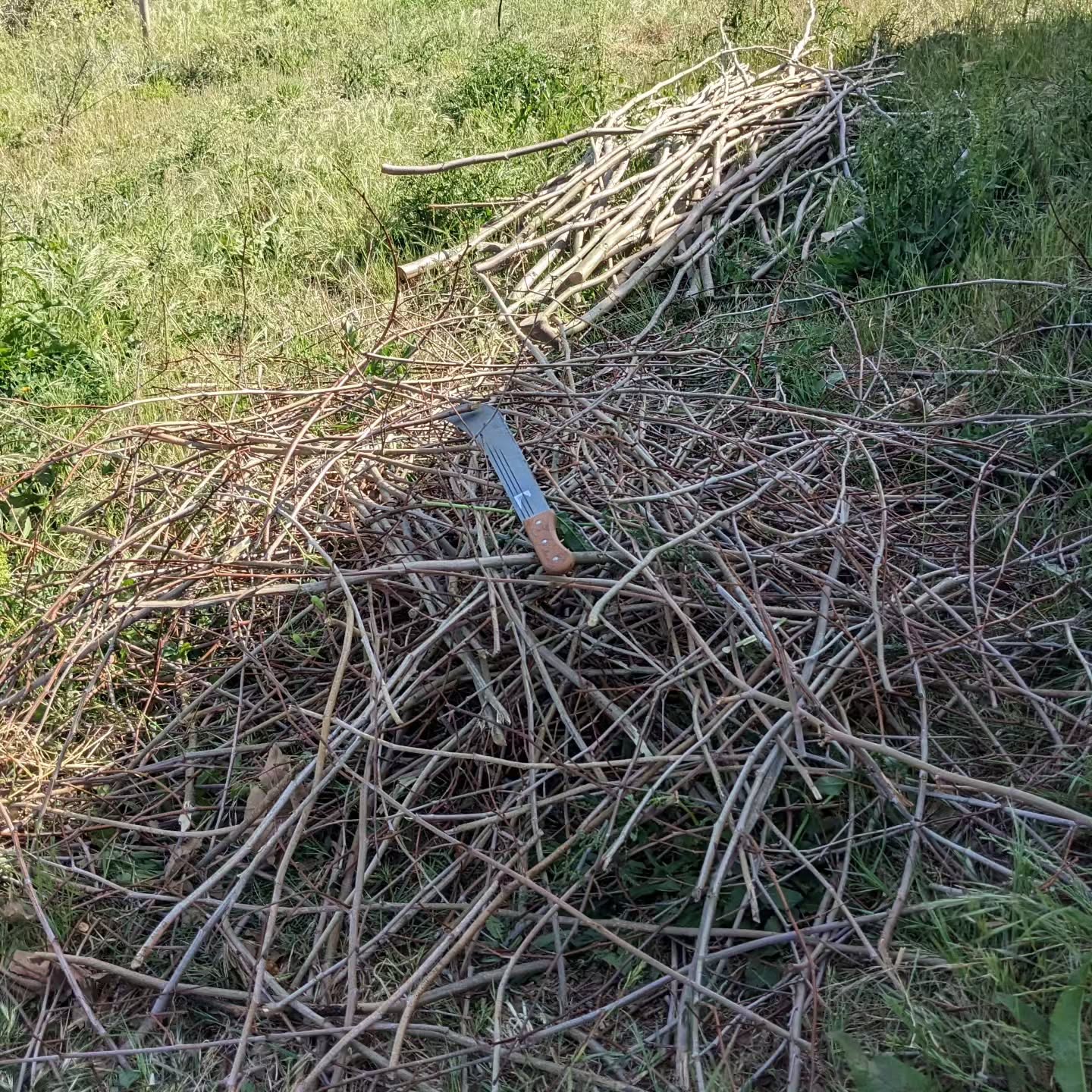 Finished cleaning and shredding the plane tree prunings. They large pieces will go into a windbreak, the shredded ones will become mulch.
