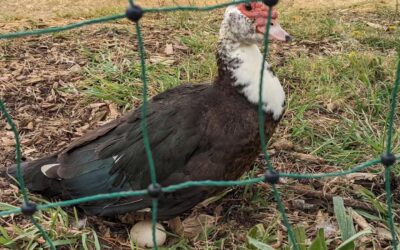 She probably suspected something after we kept taking the eggs she was laying in the coop, so she decided to lay one on the side of the pond.