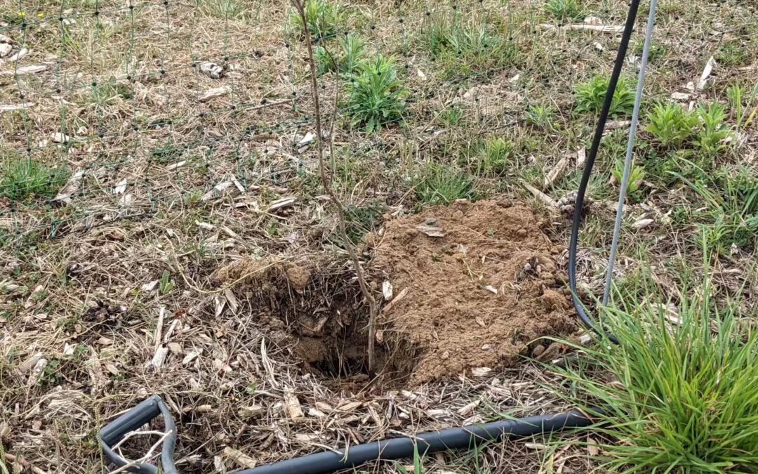 Planted the rest of the trees from yesterday’s delivery.