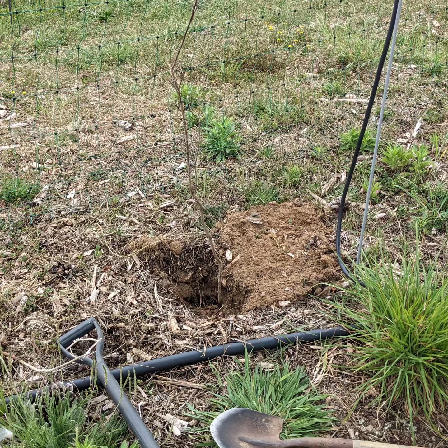 Planted the rest of the trees from yesterday’s delivery.