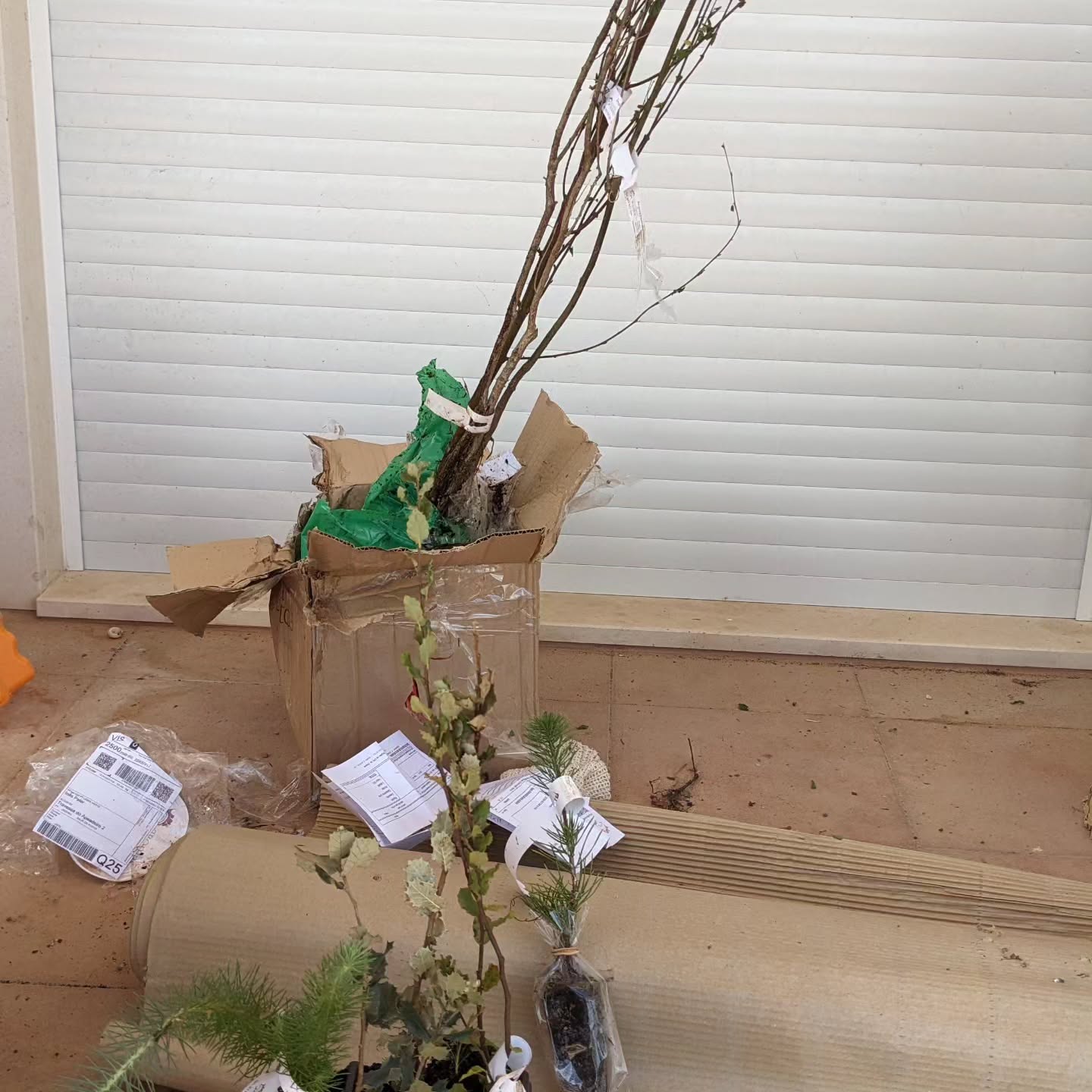 Late batch of trees arrived and are starting to get planted.