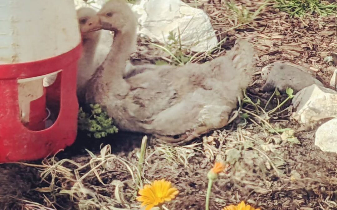 The goslings had a great time in the greenhouse, sheltered and comfortable.