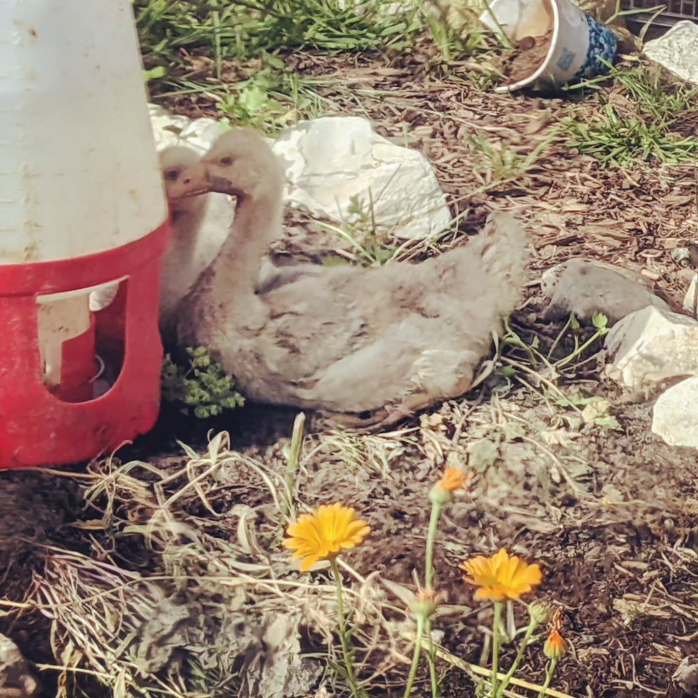 The goslings had a great time in the greenhouse, sheltered and comfortable.