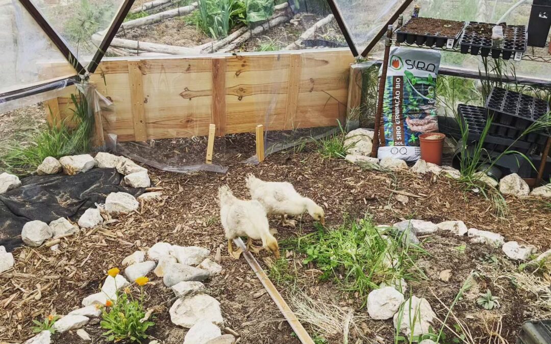 We moved the geese to our greenhouse to provide shelter overnight. Their coop is not ready yet and it’s a bit to cold for them, without their feathers.