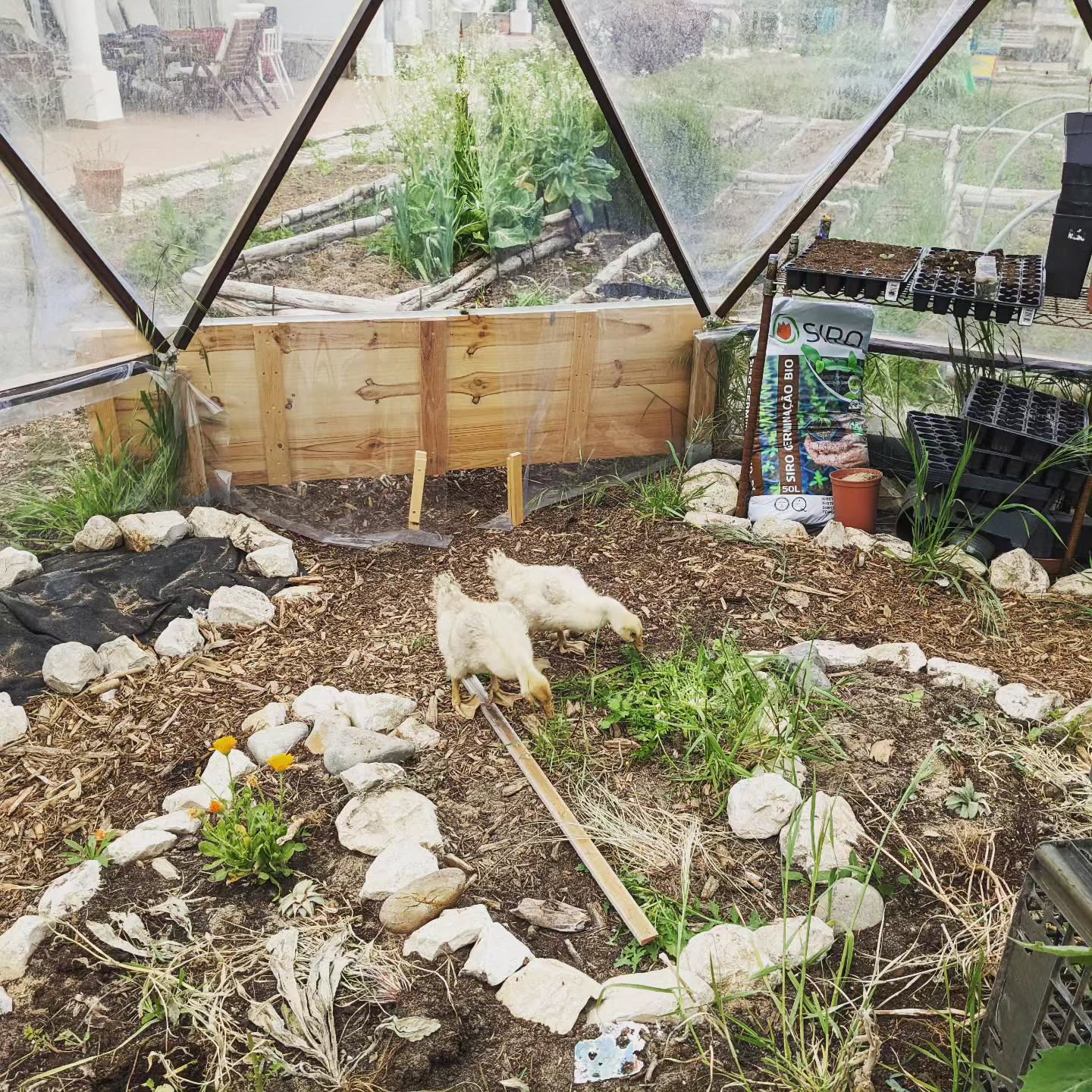 We moved the geese to our greenhouse to provide shelter overnight. Their coop is not ready yet and it’s a bit to cold for them, without their feathers.