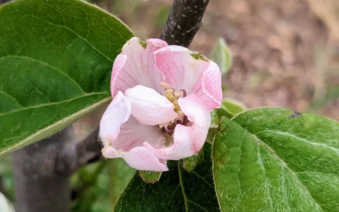 Flowering quince.