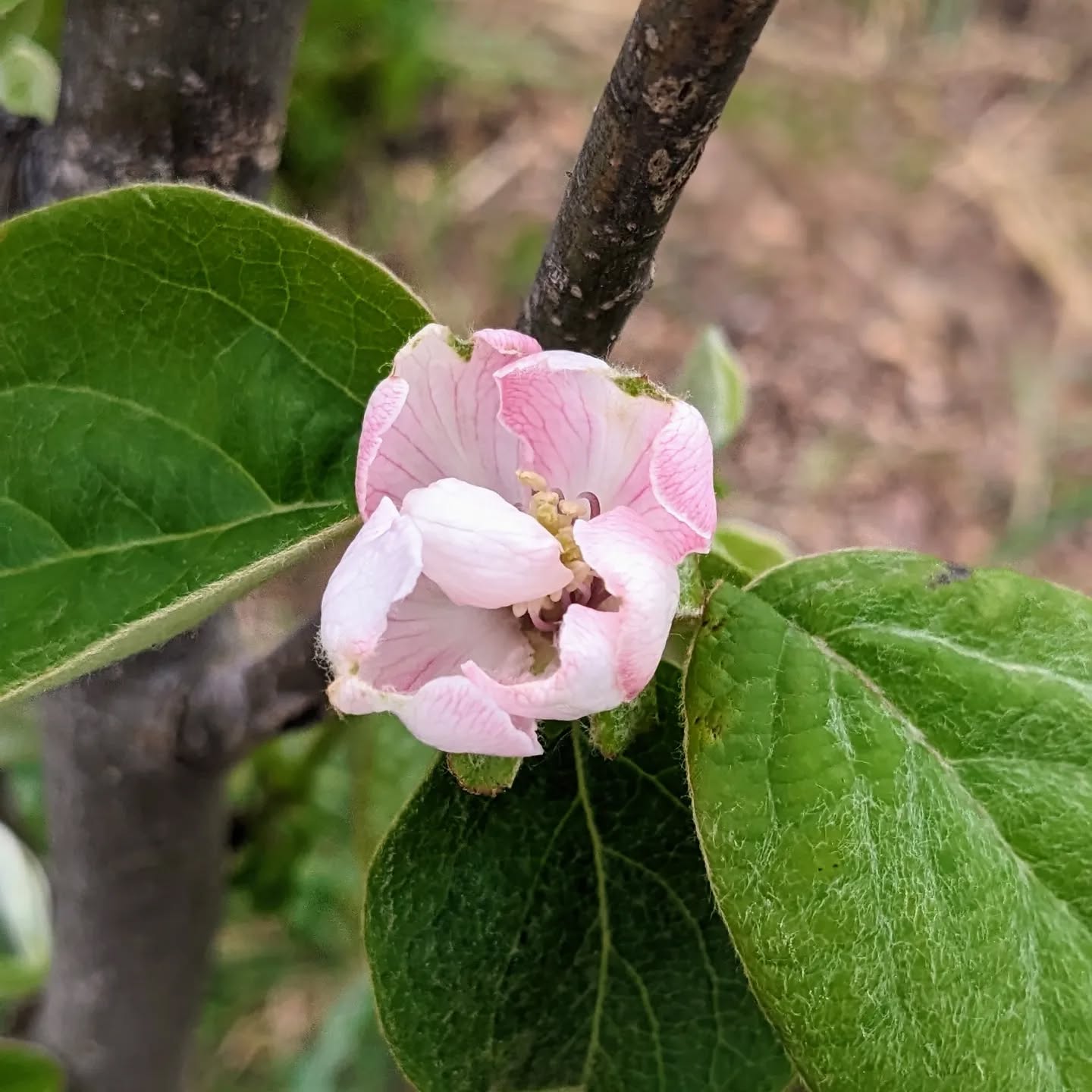 Flowering quince.