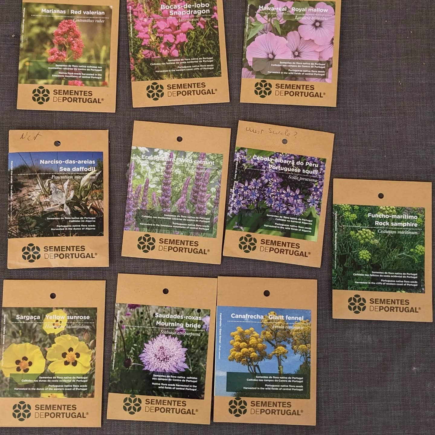 Spreading a bunch of native and wildflower seeds around the garden.