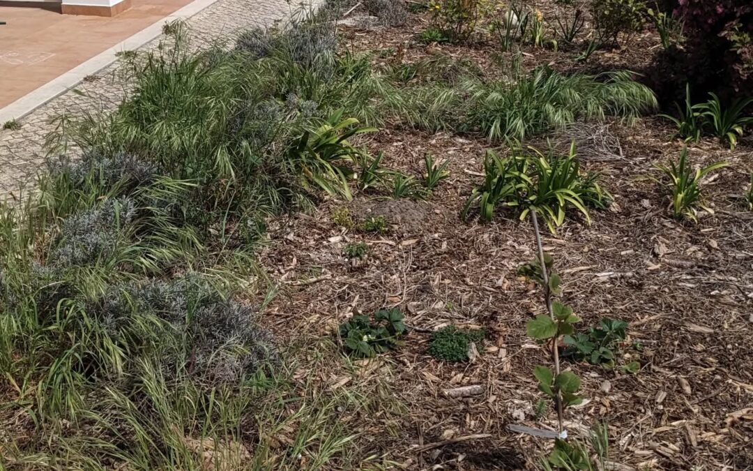 #weeding the guest garden in #zone1