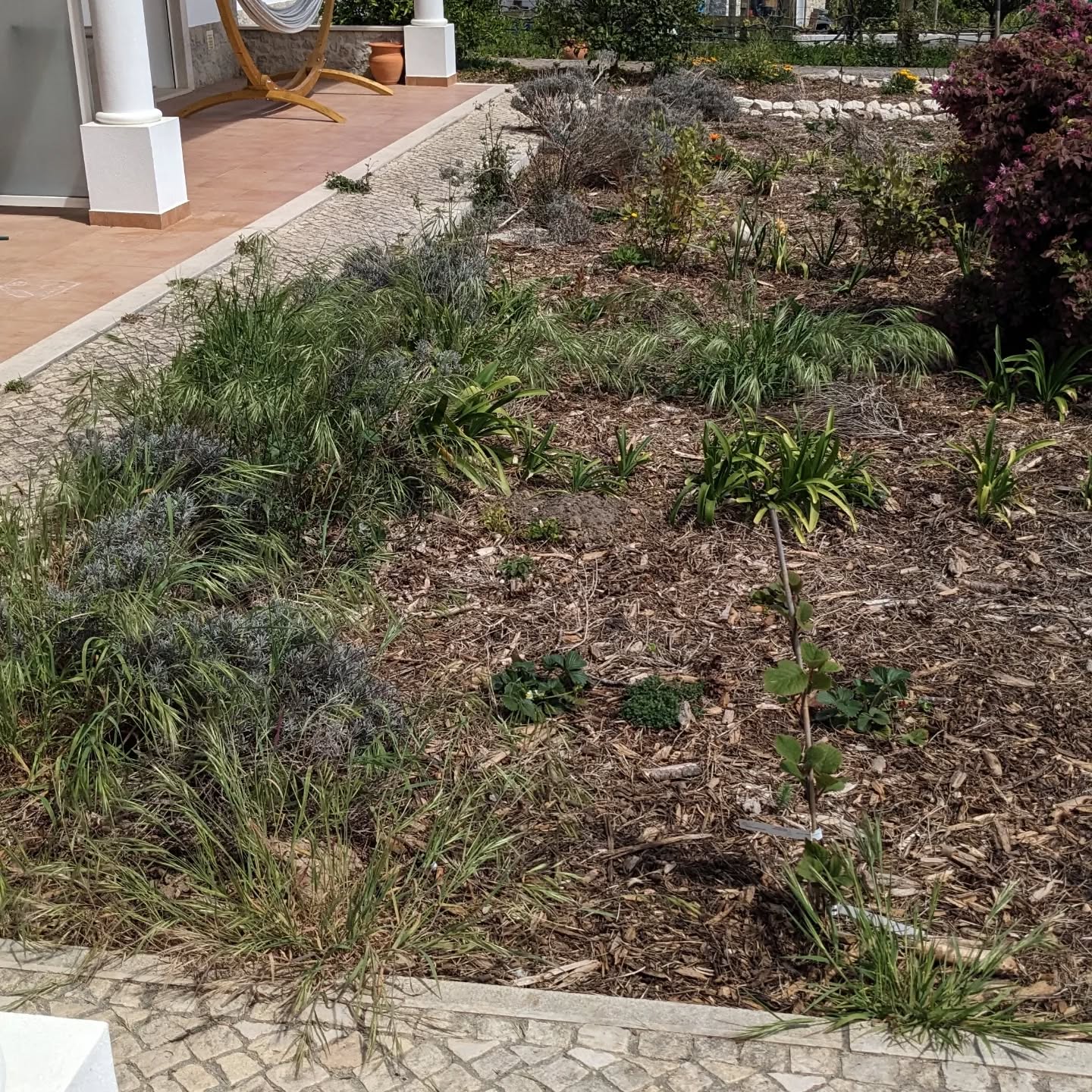 #weeding the guest garden in #zone1