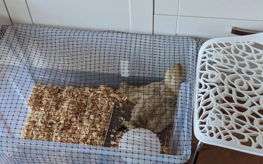 The goslings are spending the night inside for now, because they don’t have feathers and it might get too cold for them without mama goose.