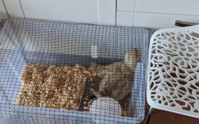 The goslings are spending the night inside for now, because they don’t have feathers and it might get too cold for them without mama goose.