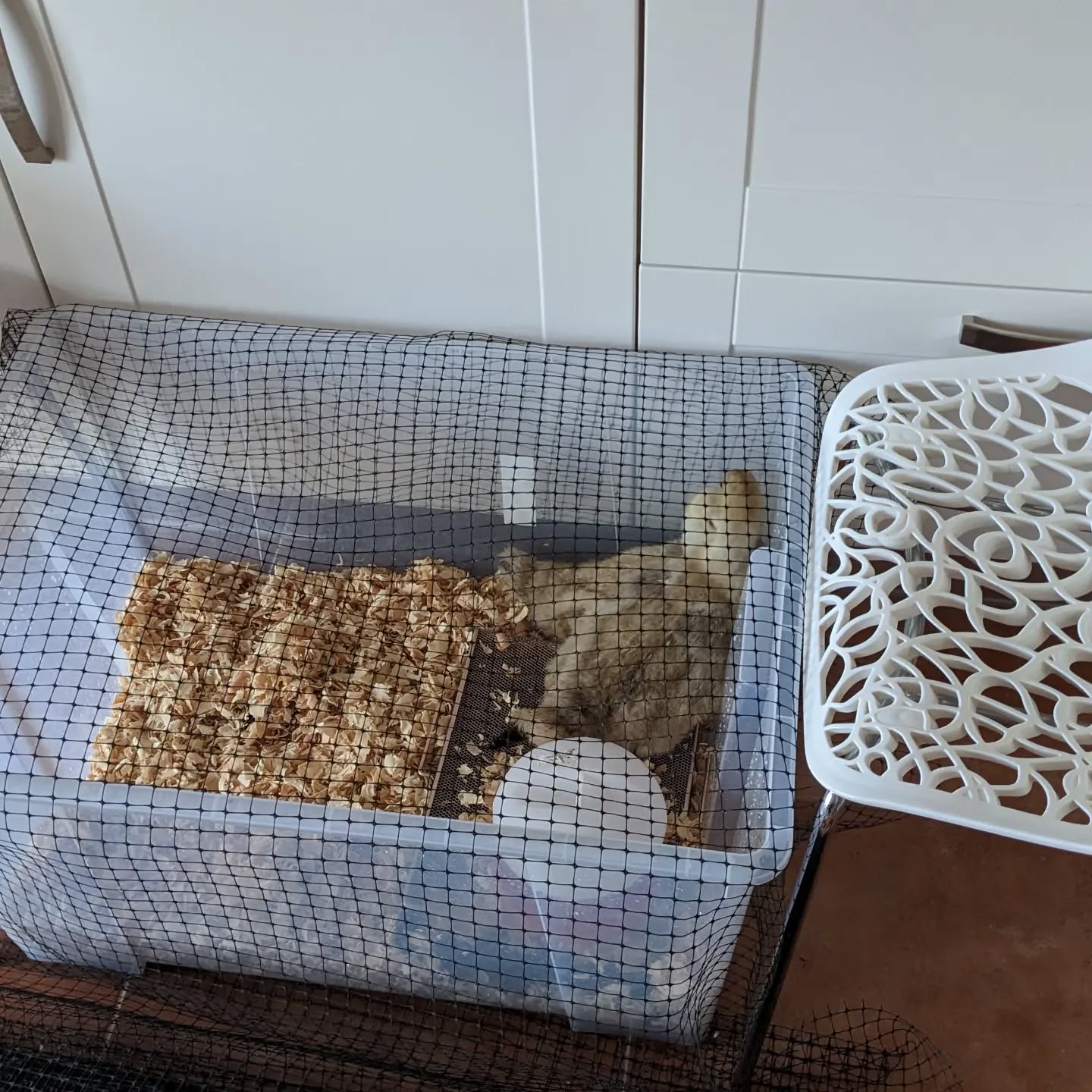 The goslings are spending the night inside for now, because they don’t have feathers and it might get too cold for them without mama goose.