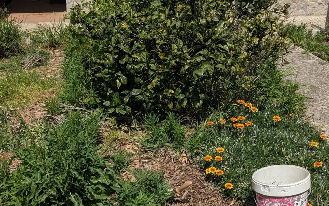 Weeding in #zone1