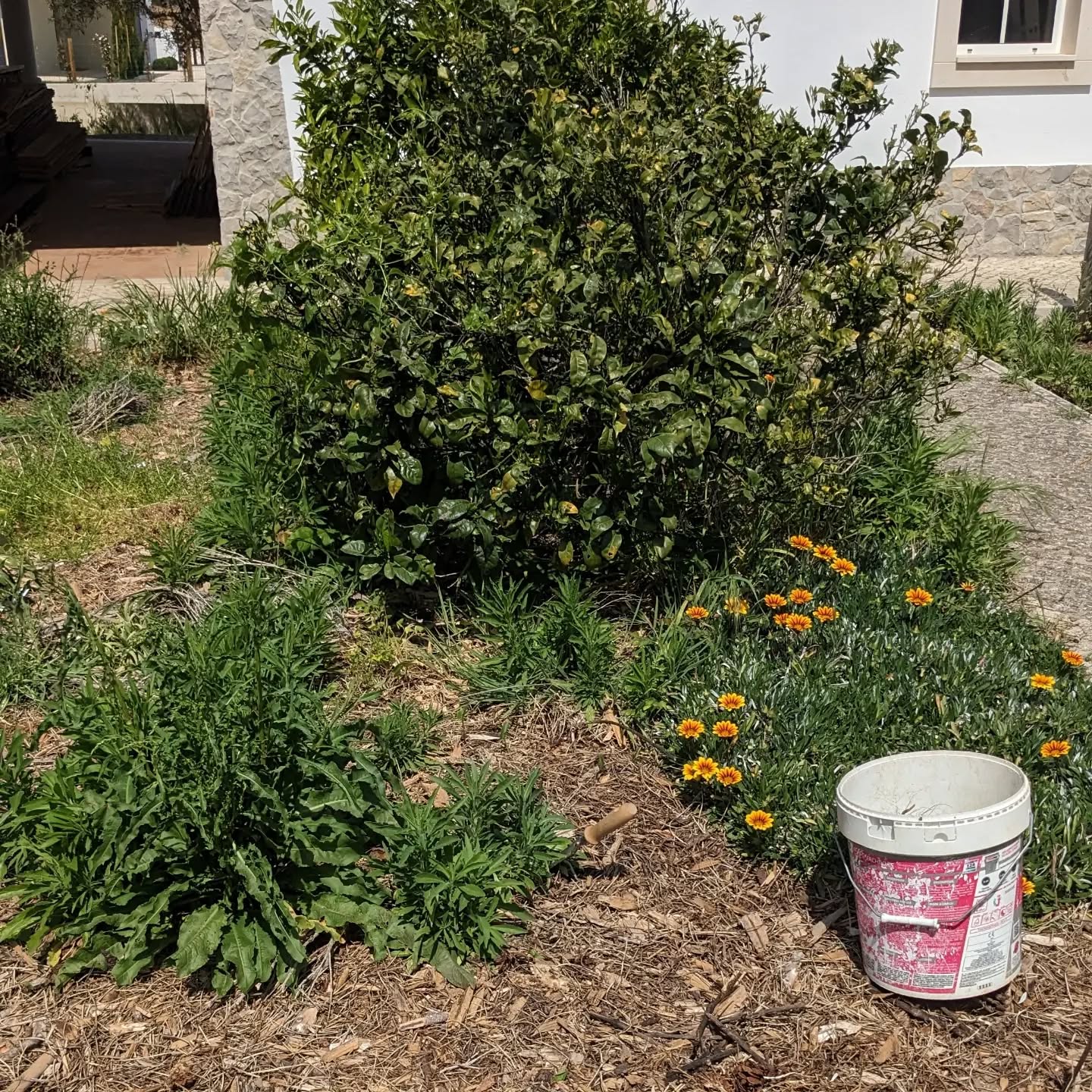 Weeding in #zone1