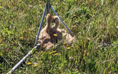The latest additions to the team: two goslings of unclear breed, about one month old.