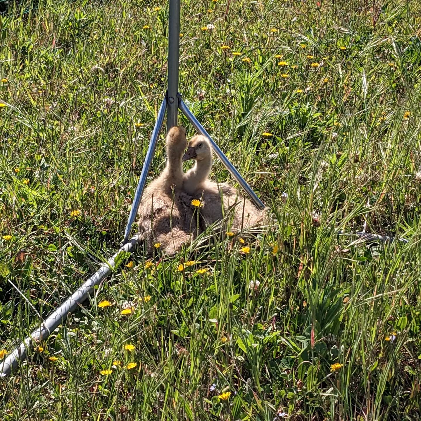 The latest additions to the team: two goslings of unclear breed, about one month old.
